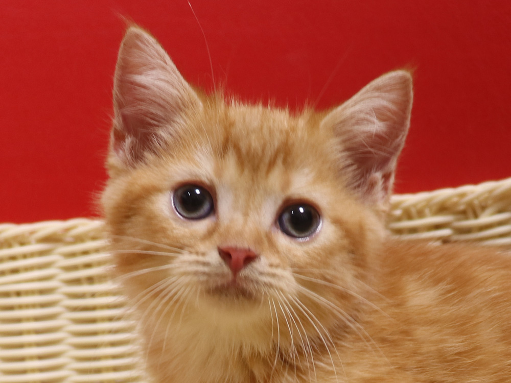 スコティッシュフォールドの子猫画像