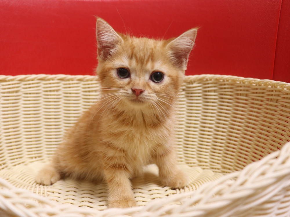 スコティッシュフォールドの子猫画像