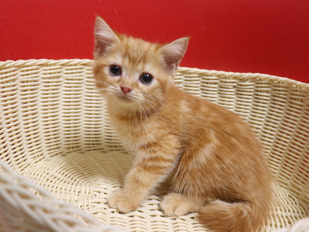 スコティッシュフォールドの子猫画像