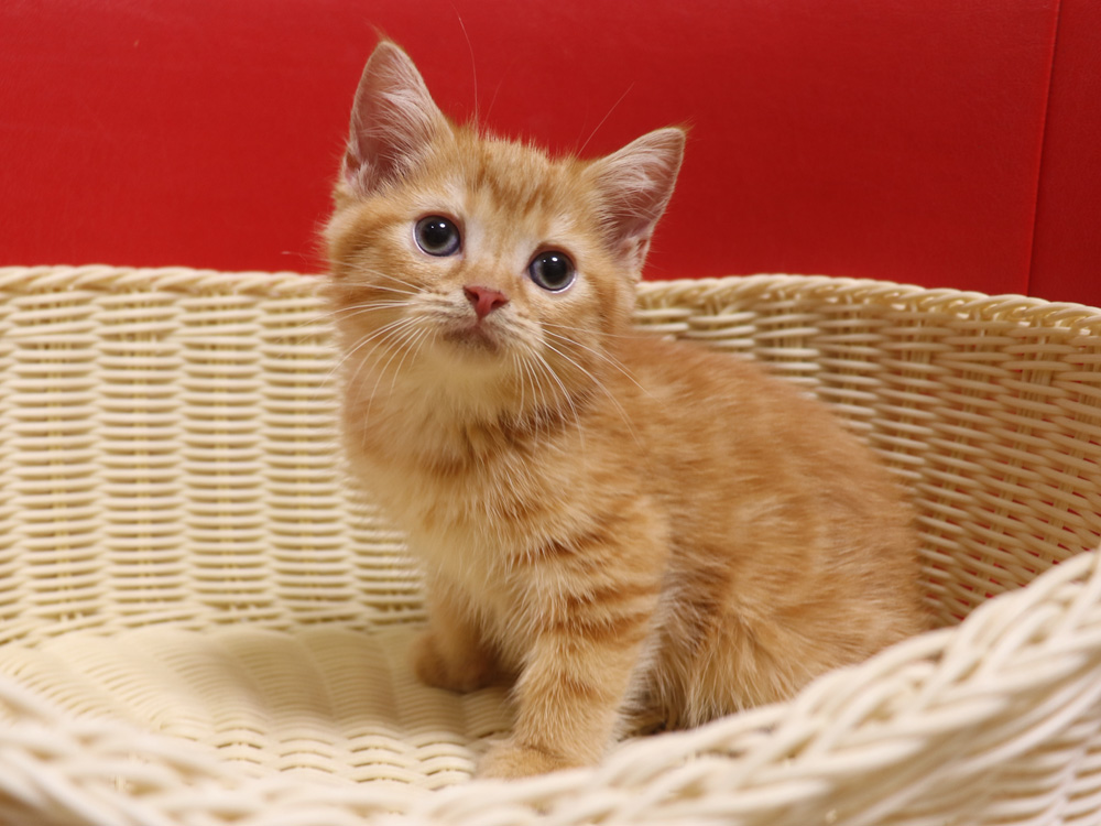 スコティッシュフォールドの子猫画像