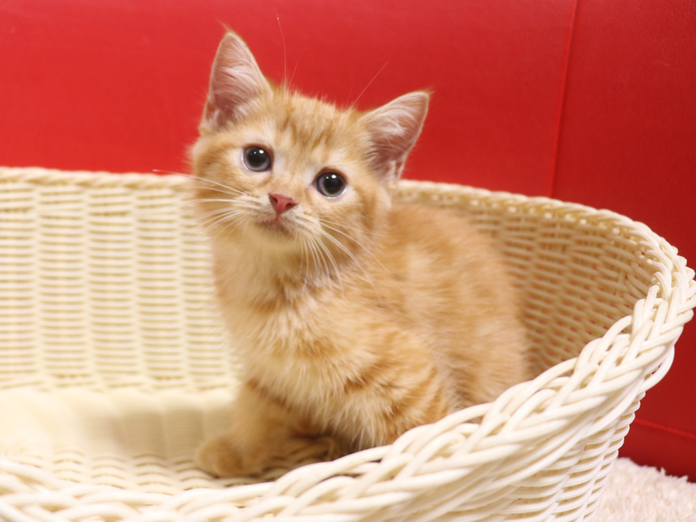 スコティッシュフォールドの子猫画像