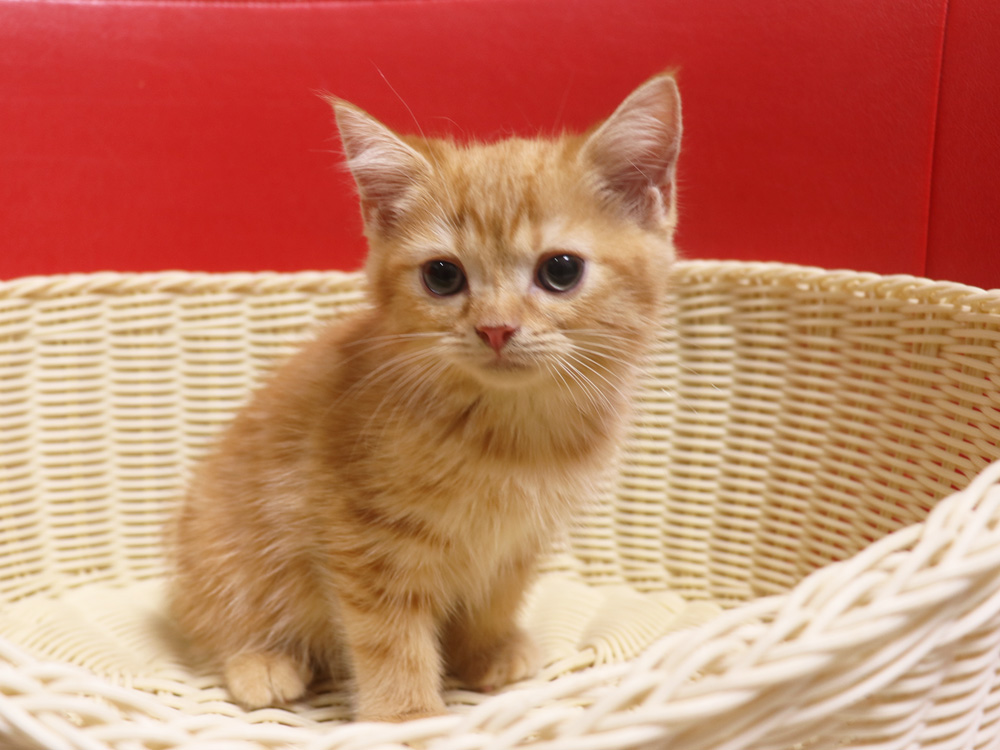 スコティッシュフォールドの子猫画像