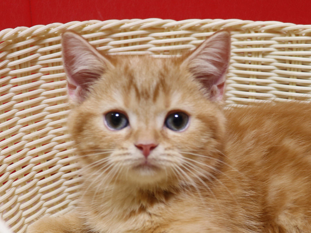 スコティッシュフォールドの子猫画像