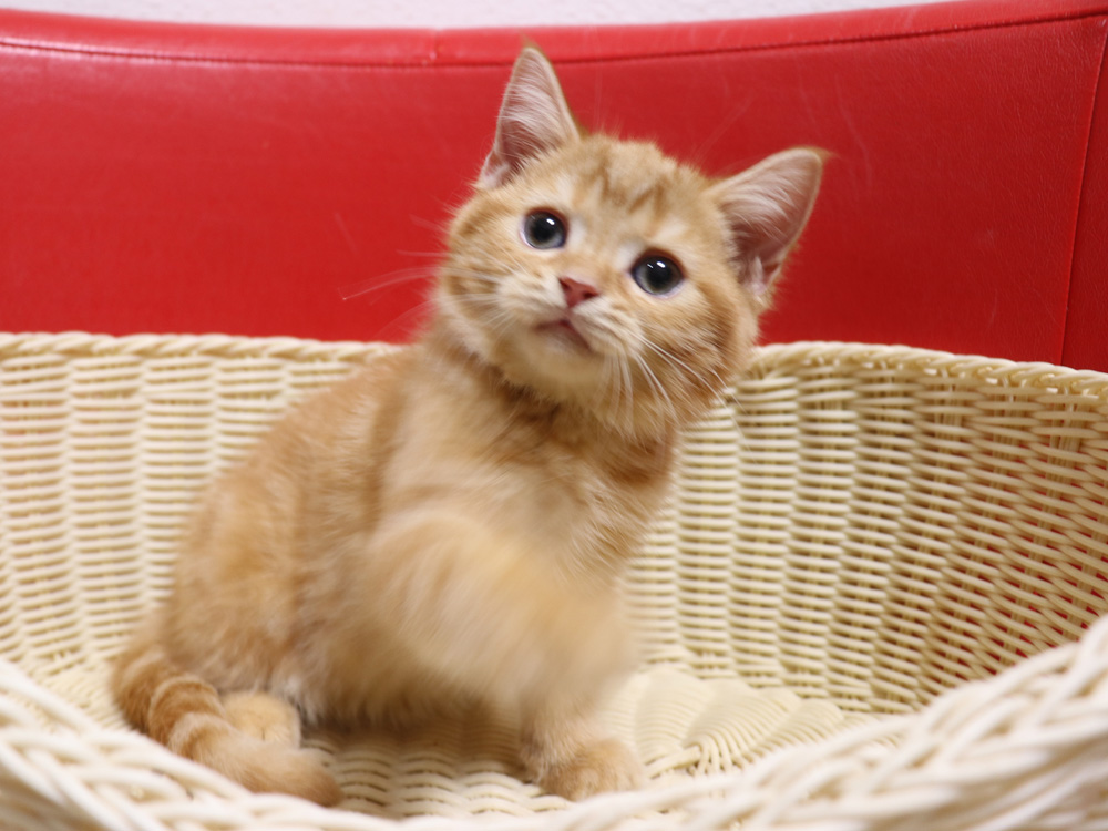 スコティッシュフォールドの子猫画像