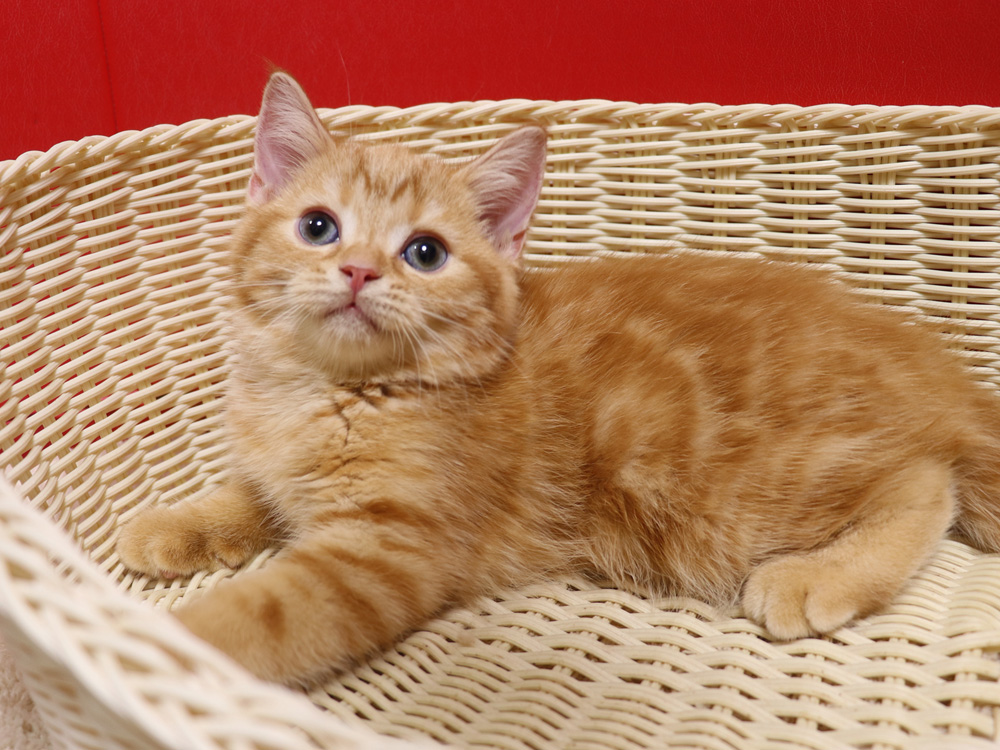 スコティッシュフォールドの子猫画像