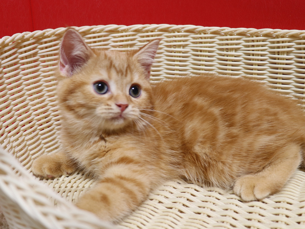 スコティッシュフォールドの子猫画像