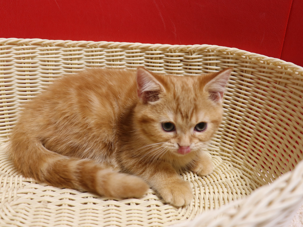 スコティッシュフォールドの子猫画像