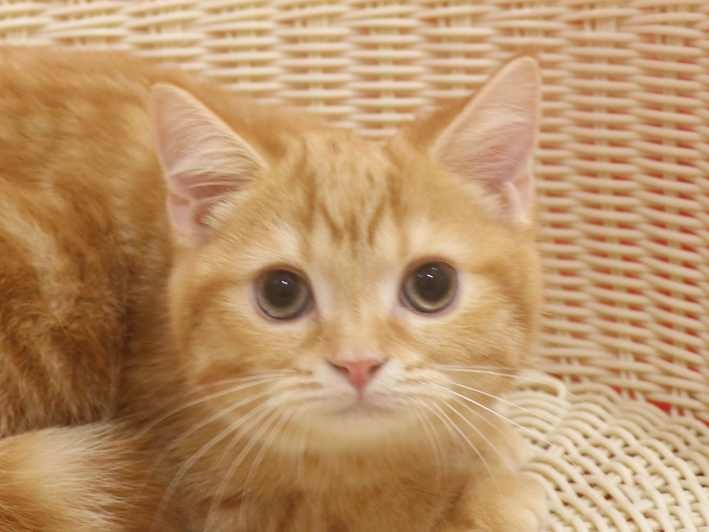 スコティッシュフォールドの子猫画像