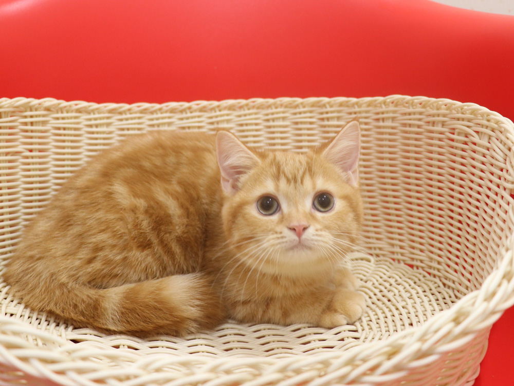 スコティッシュフォールドの子猫画像