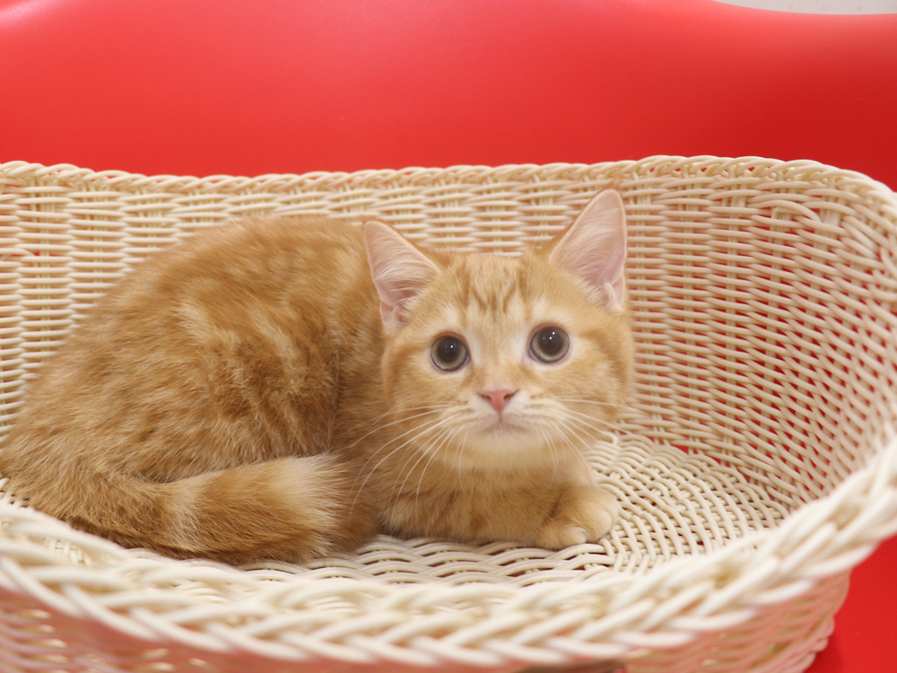 スコティッシュフォールドの子猫画像