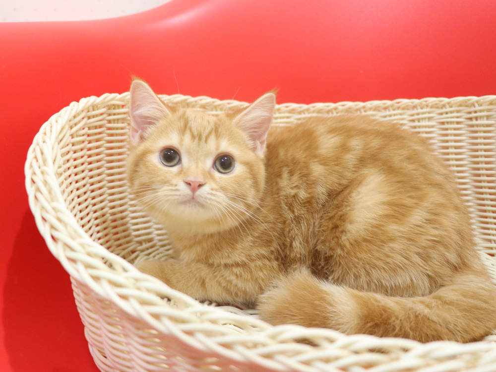 スコティッシュフォールドの子猫画像