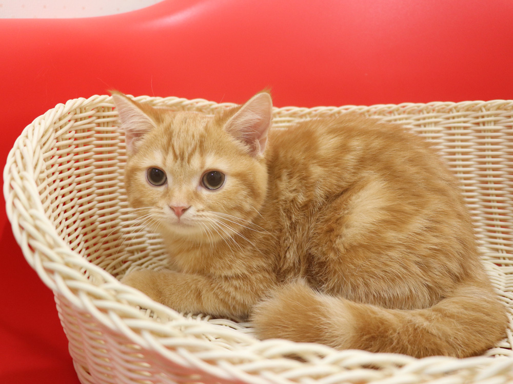 スコティッシュフォールドの子猫画像