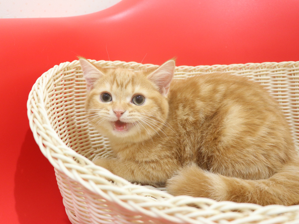 スコティッシュフォールドの子猫画像