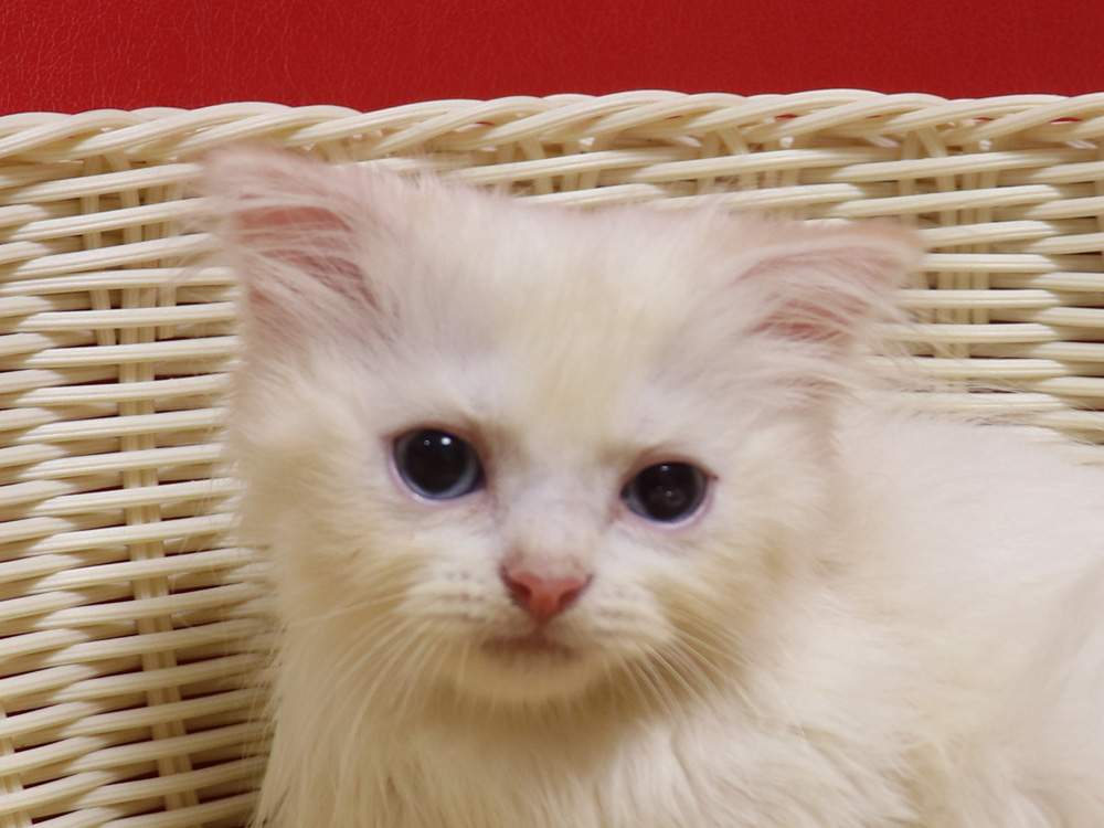 スコティッシュフォールドの子猫画像