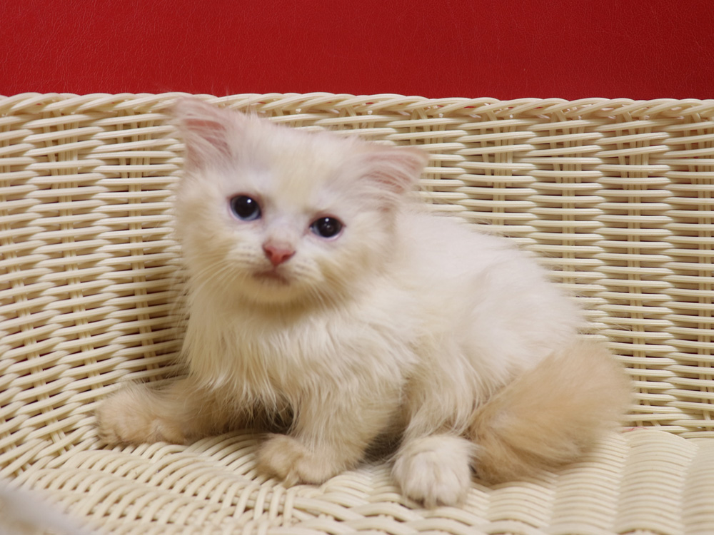 スコティッシュフォールドの子猫画像