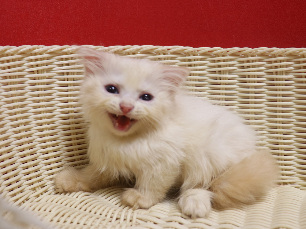 スコティッシュフォールドの子猫画像