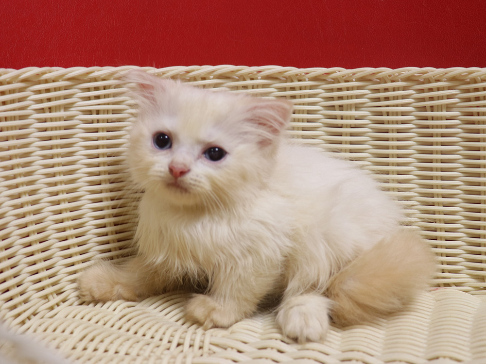 スコティッシュフォールドの子猫画像
