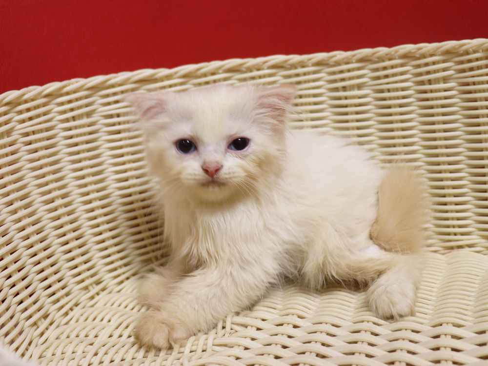 スコティッシュフォールドの子猫画像