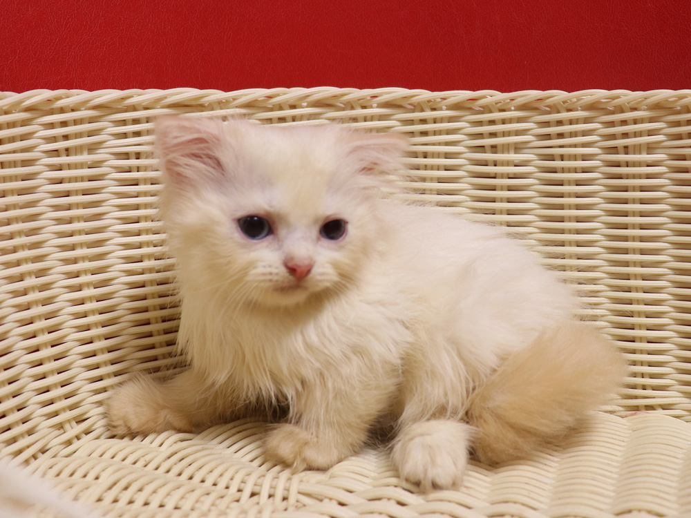 スコティッシュフォールドの子猫画像