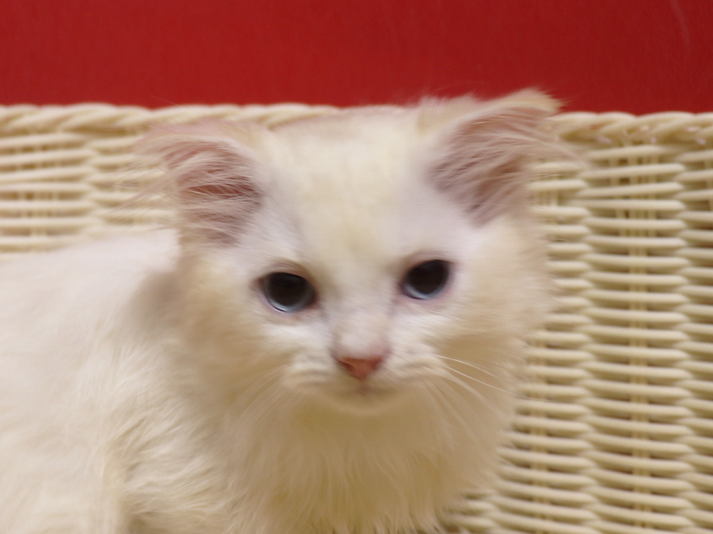スコティッシュフォールドの子猫画像