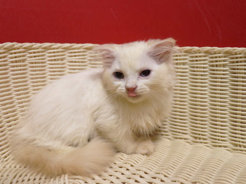 スコティッシュフォールドの子猫画像