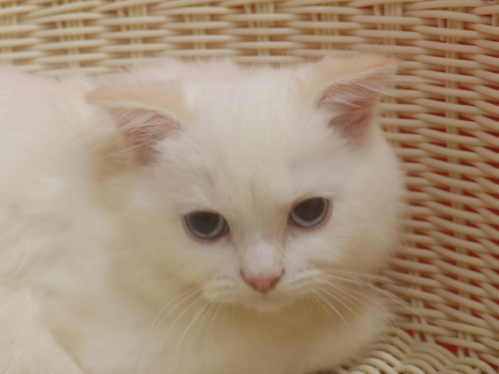 スコティッシュフォールドの子猫画像