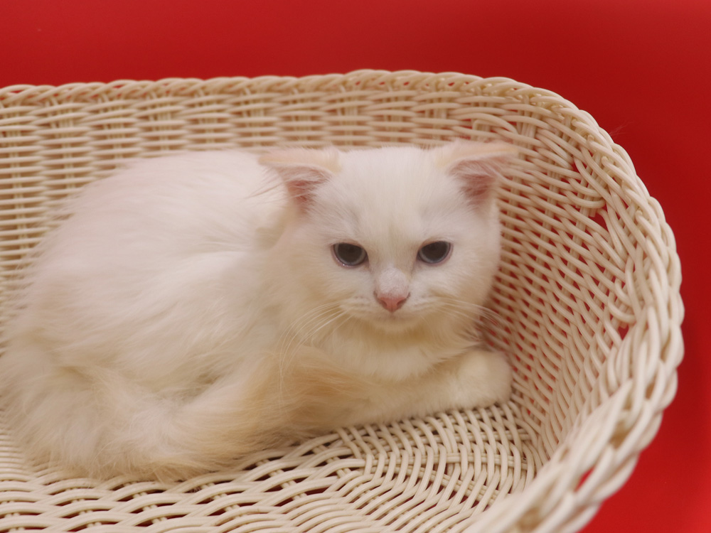 スコティッシュフォールドの子猫画像