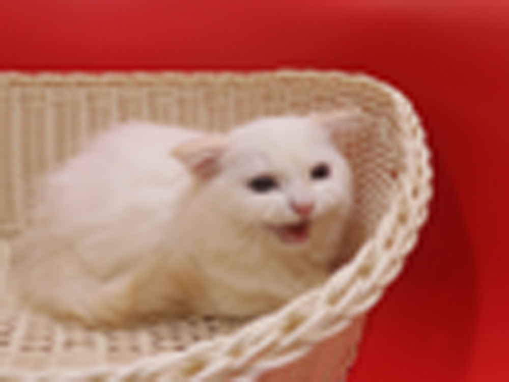 スコティッシュフォールドの子猫画像