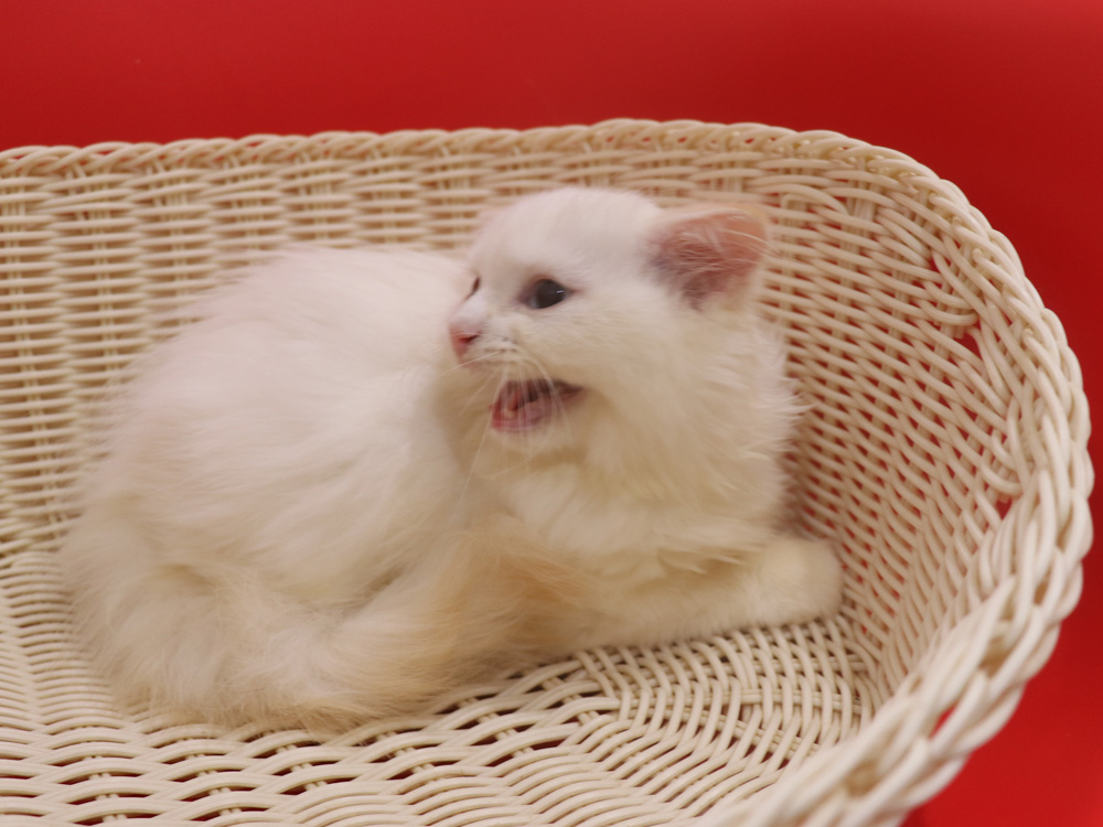 スコティッシュフォールドの子猫画像