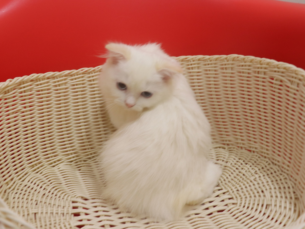 スコティッシュフォールドの子猫画像