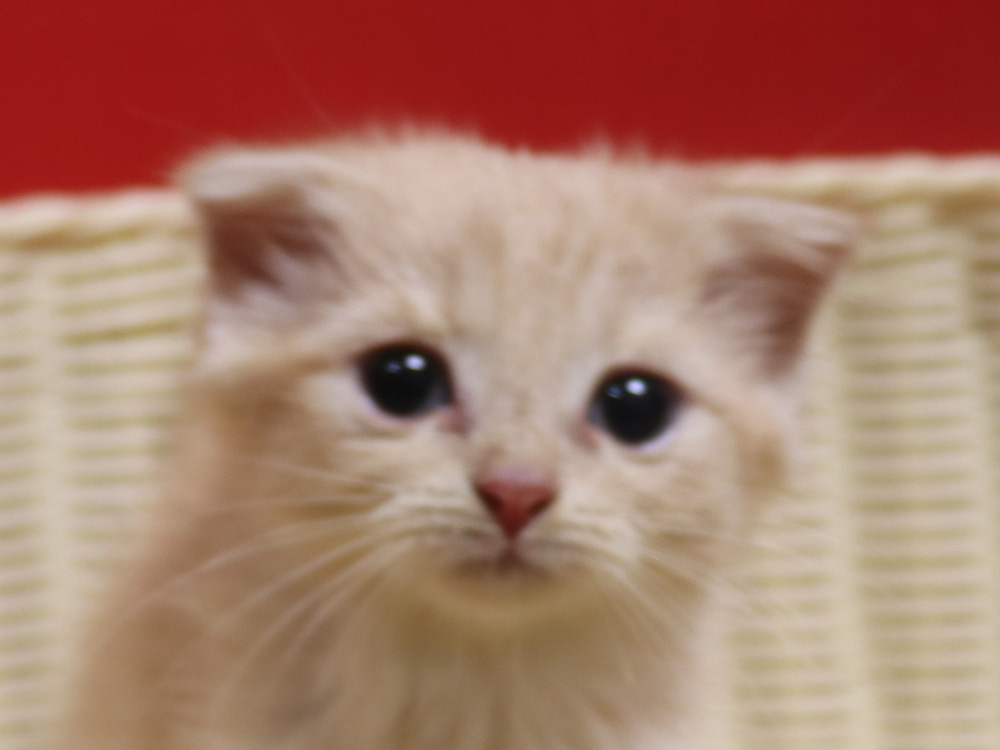 スコティッシュフォールドの子猫画像