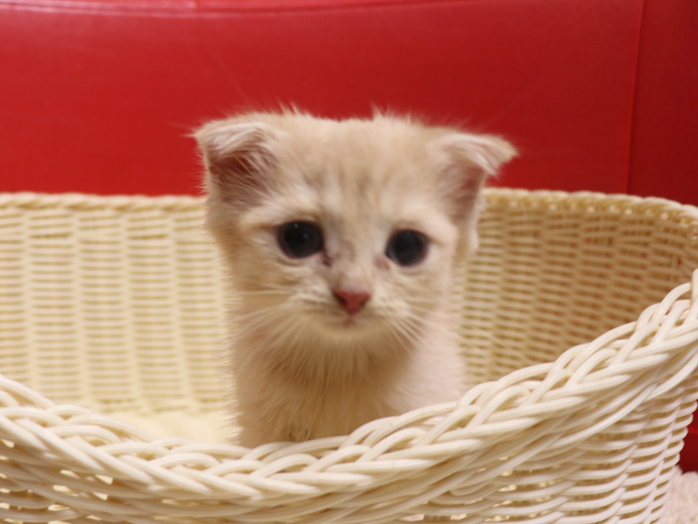 スコティッシュフォールドの子猫画像