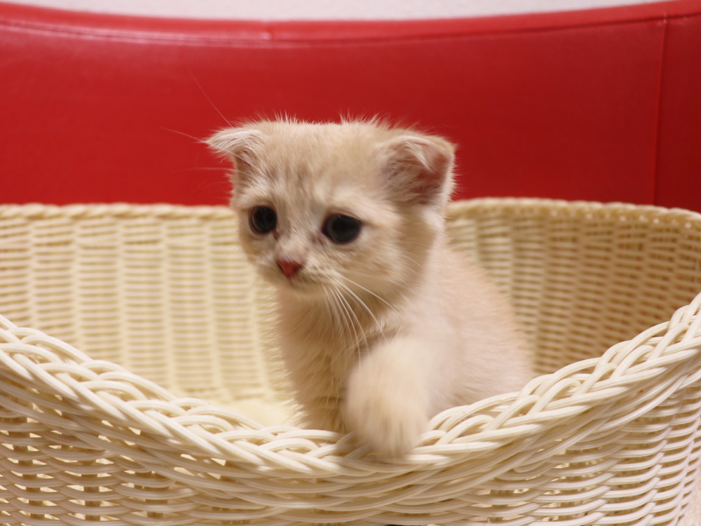 スコティッシュフォールドの子猫画像