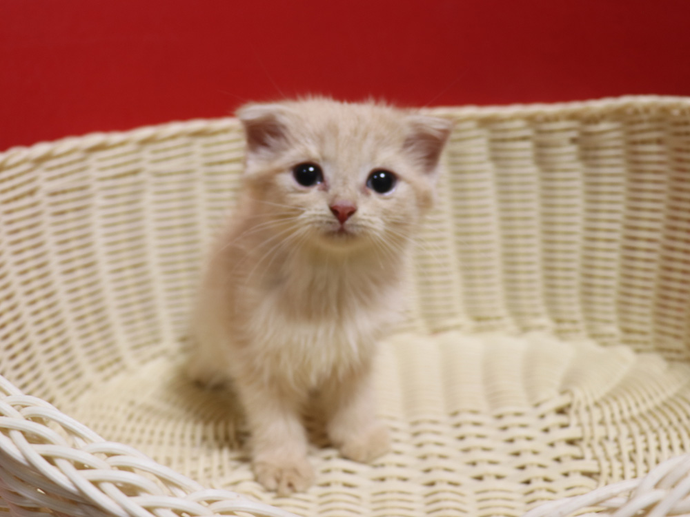 スコティッシュフォールドの子猫画像