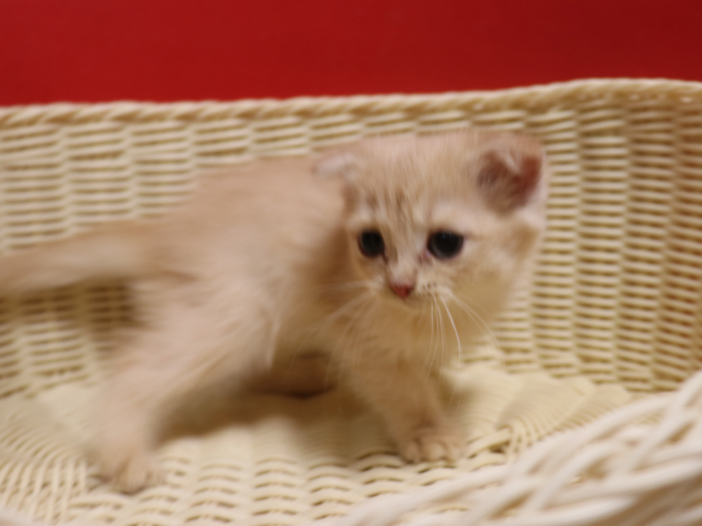 スコティッシュフォールドの子猫画像