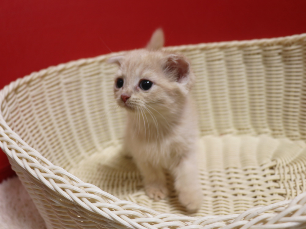 スコティッシュフォールドの子猫画像