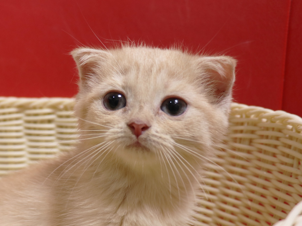 スコティッシュフォールドの子猫画像