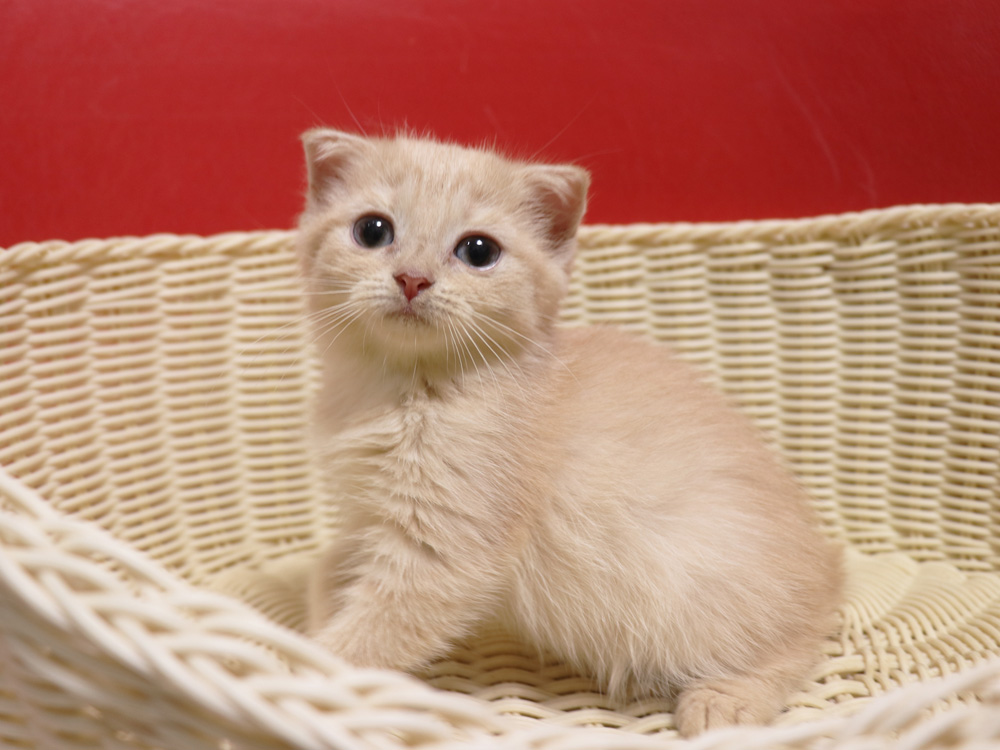 スコティッシュフォールドの子猫画像