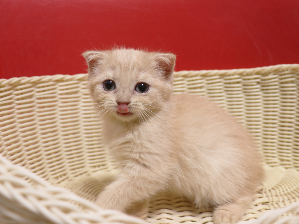 スコティッシュフォールドの子猫画像