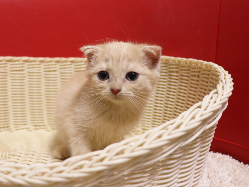 スコティッシュフォールドの子猫画像