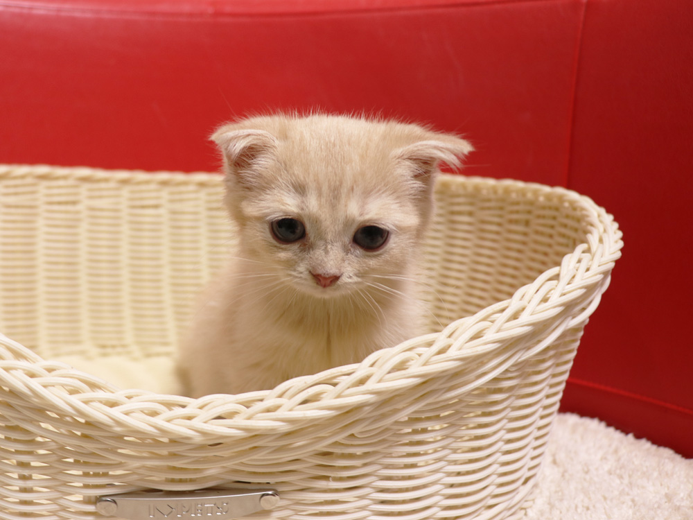 スコティッシュフォールドの子猫画像