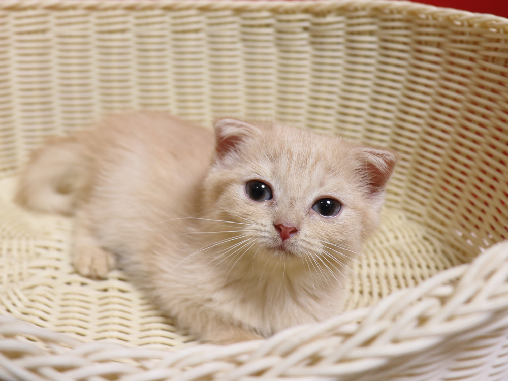 スコティッシュフォールドの子猫画像