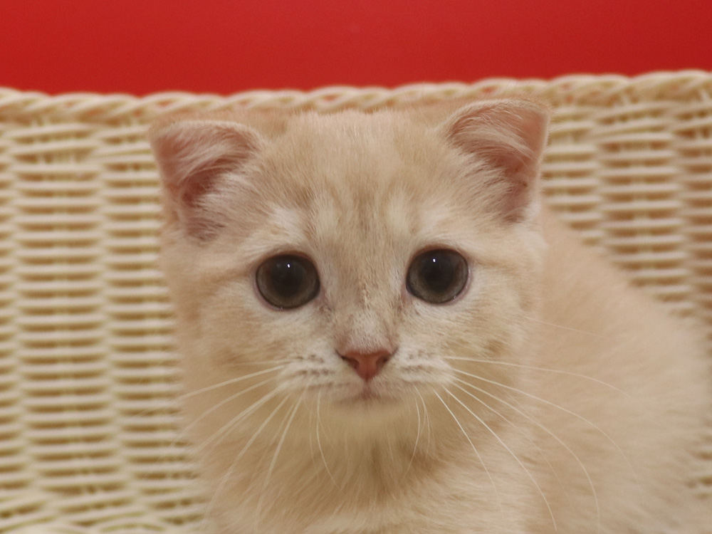 スコティッシュフォールドの子猫画像