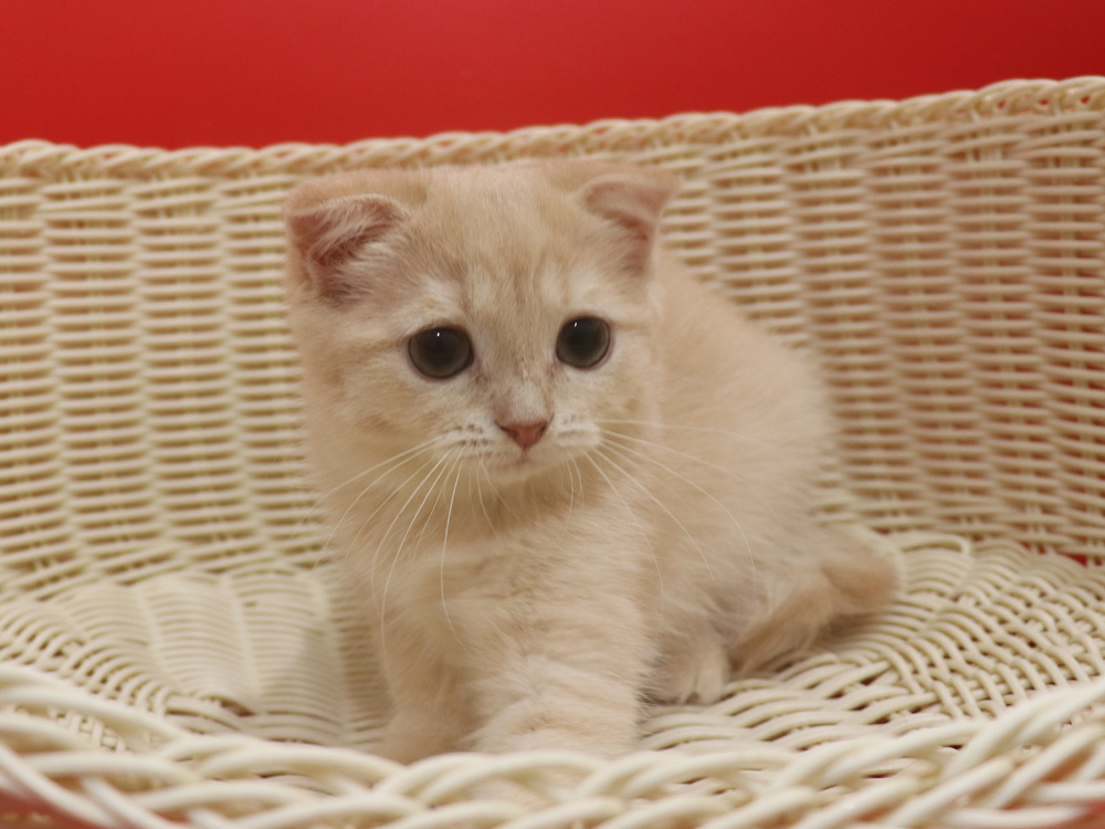スコティッシュフォールドの子猫画像