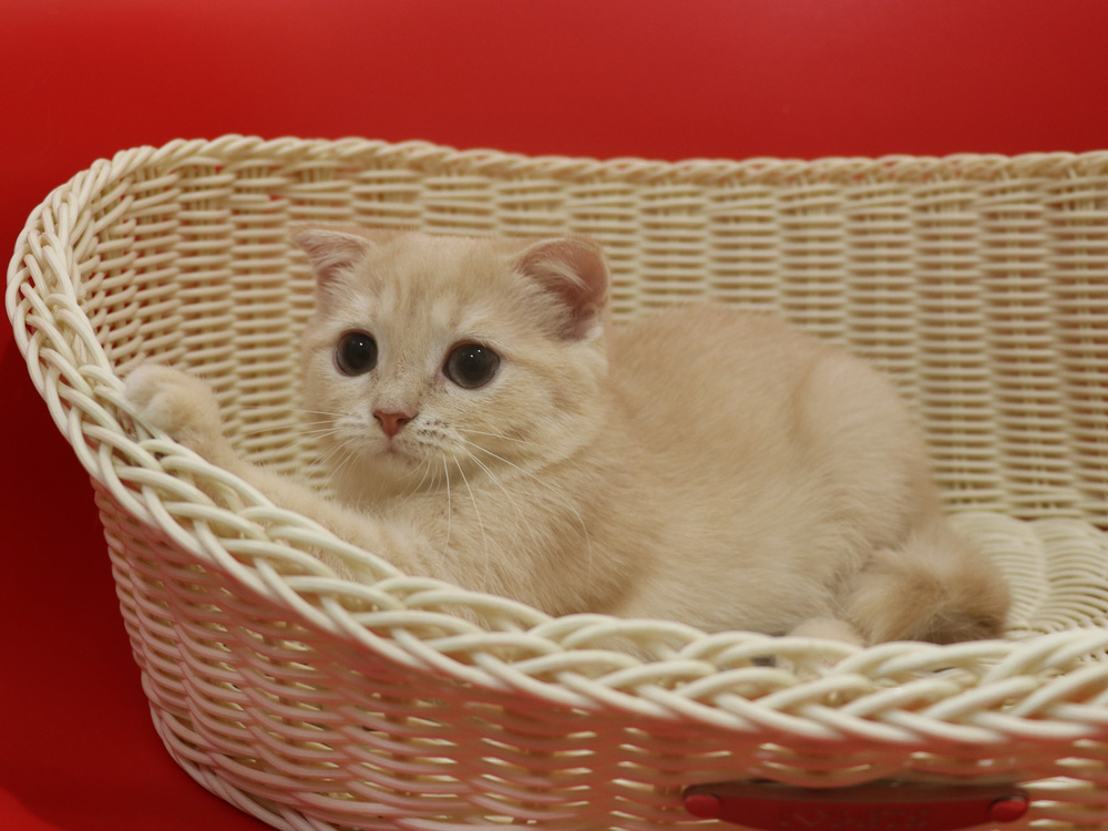 スコティッシュフォールドの子猫画像