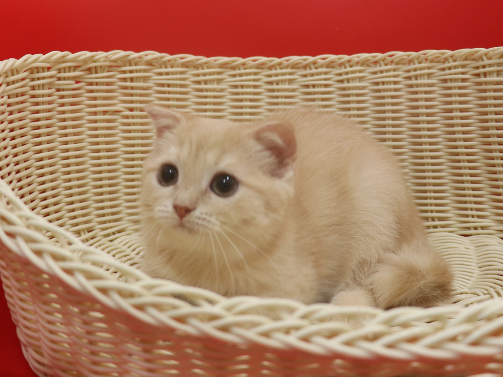 スコティッシュフォールドの子猫画像