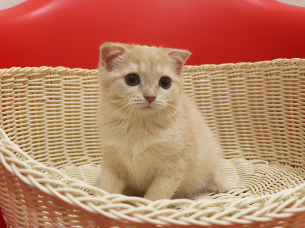 スコティッシュフォールドの子猫画像