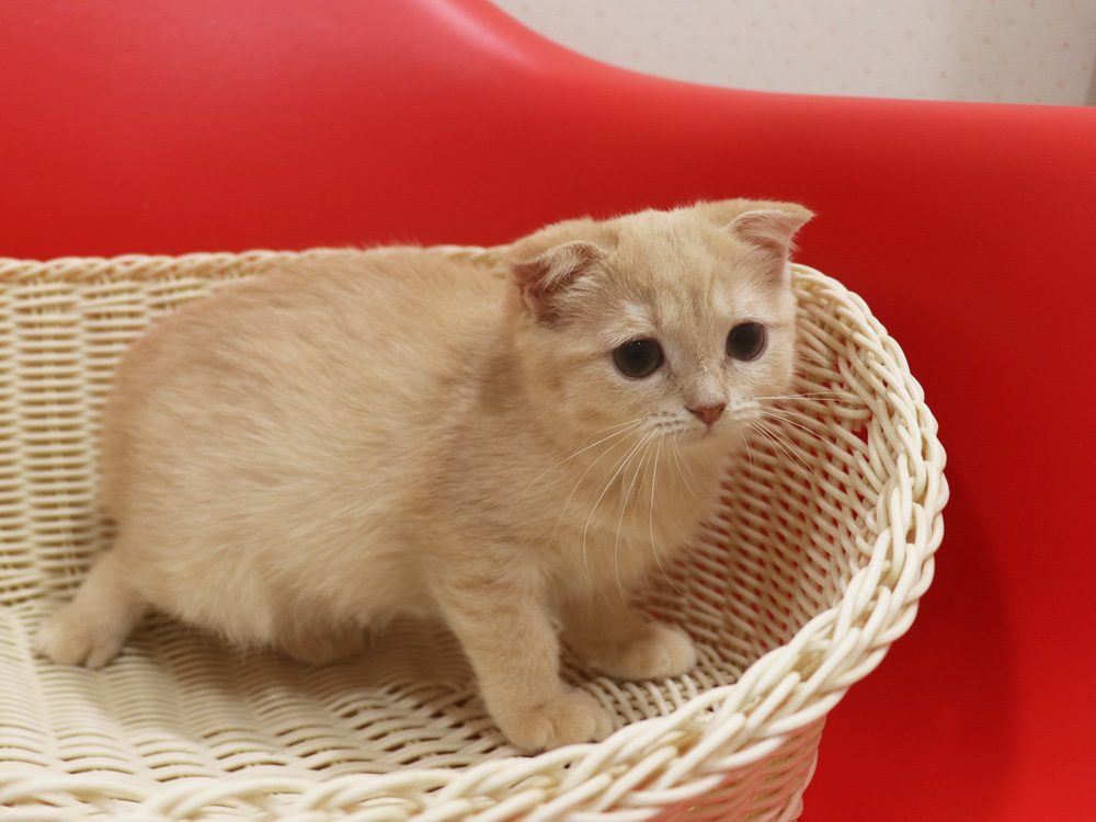 スコティッシュフォールドの子猫画像