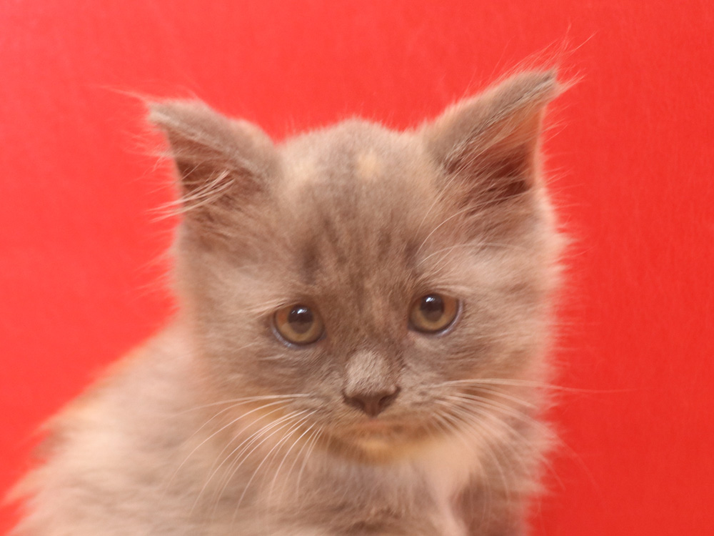 スコティッシュフォールドの子猫画像