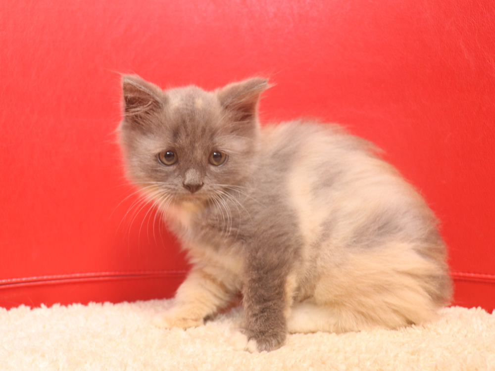 スコティッシュフォールドの子猫画像
